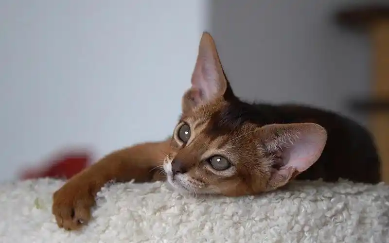 五官非常标致的红褐色阿比妹妹-狗爪子_哔哩哔哩_bilibili