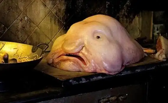 世界上脸最像人类的鱼 人面鱼/长着可爱人脸杂交后代