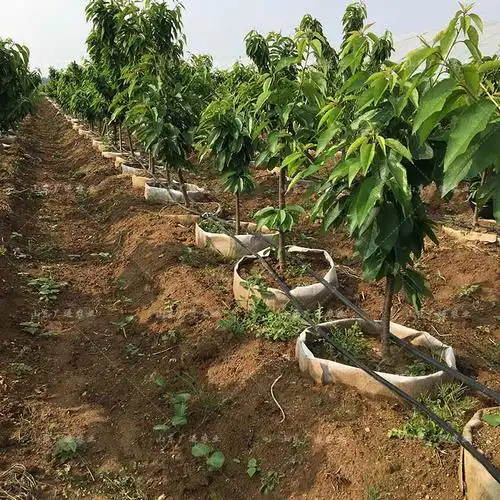 山东四年生美早大樱桃苗批发基地