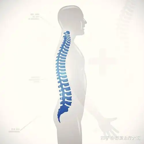 良好的体态必须保持着这些生理弧度.