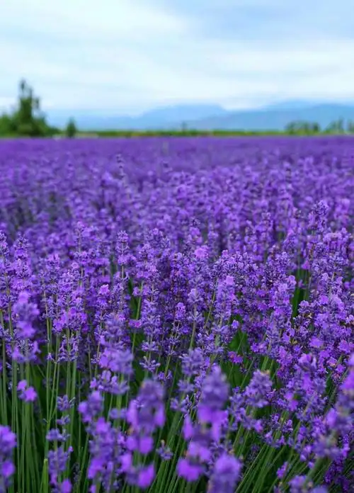 唯美梦幻的薰衣草景色