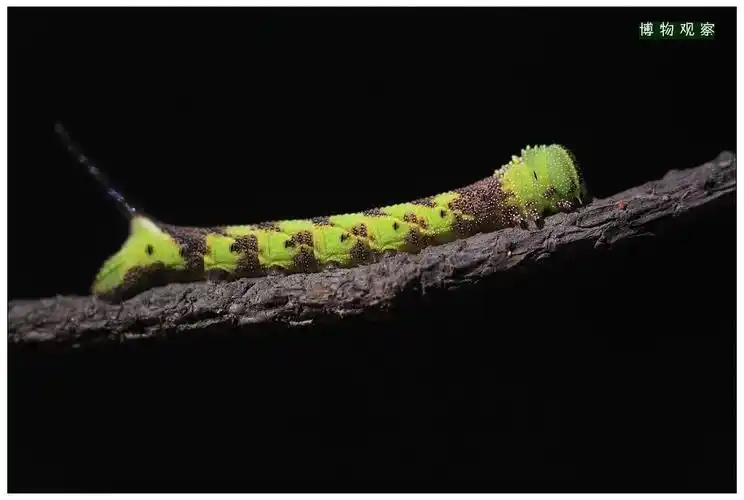 天线宝宝:天蛾幼虫 一