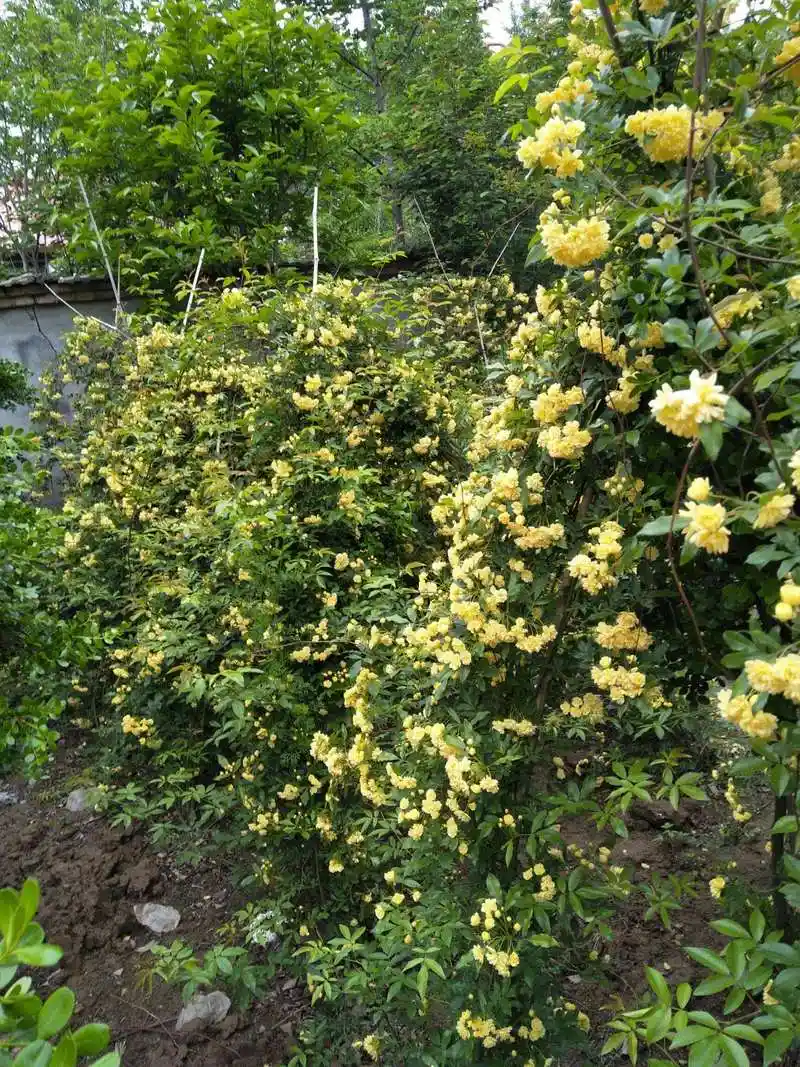 院子再小,也要养一棵黄木香,开花特别美,而且香气十足