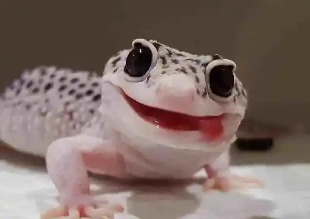 瘤尾守宫守宫蜥蜴为什么叫守宫宠物界新宠