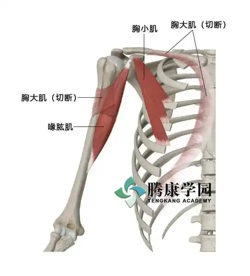喙肱肌的激痛点主要是引发肩部前方的疼痛,它的牵涉痛也可以传递至