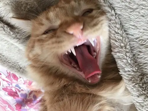求一些猫猫张开大嘴的图片