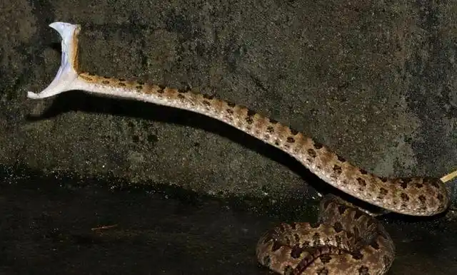 被窝惊现"烂草蛇"蛇!四川70岁白叟被咬伤!那是什么蛇?有多毒?