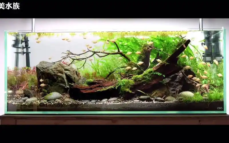 备战2021年ada世界自然水景大赛,1.5米水草缸造景欣赏