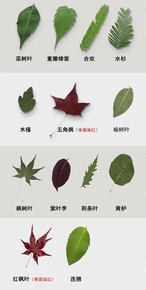 天然干树叶diy手工装饰材料合集干叶子干花材料包绿色植物标本