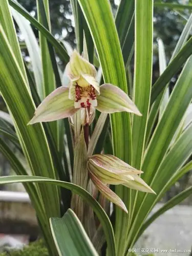 春剑-兰花鉴辨-中国兰花交易网社区