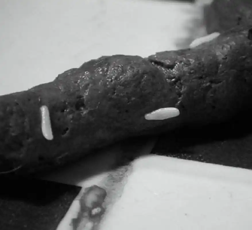 之前很多家长有问过猫咪拉出这种虫子,说像蛆虫一样.