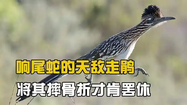 响尾蛇的天敌走鹃,凶狠程度堪比平头哥,将蛇摔骨折才肯罢休-动物视频