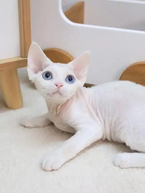 纯白德文卷毛猫双蓝眼