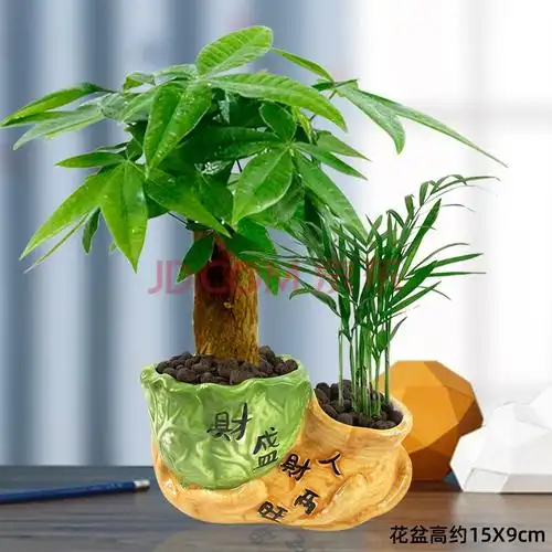 室内小盆景客厅招财绿植水培花卉办公室盆栽发财树 改陶粒人财两旺