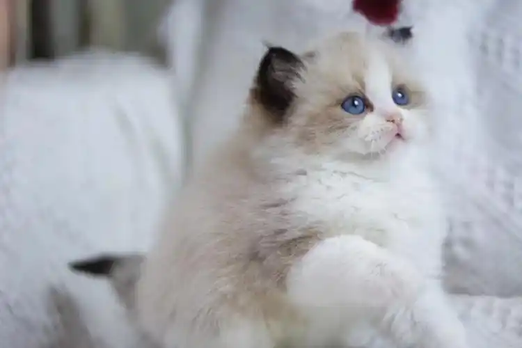 可以看父母  #我家宠物好可爱  喜欢的小姐妹私聊我吧#布偶猫找家