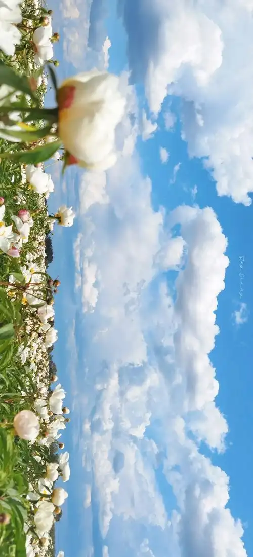 "坠入宫崎骏的夏天 云朵可爱 你也温柔"#治愈系风景 - 抖音