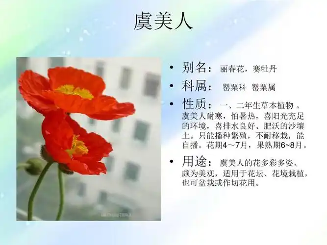 景观常用花卉ppt