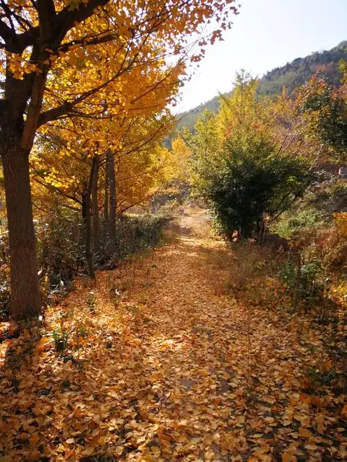 大山里的绚丽秋色