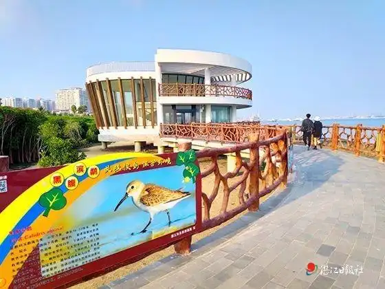 霞山观海长廊野生候鸟翩翩"飞"来_湛江新闻网