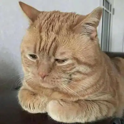 愁眉苦脸的猫!(转)