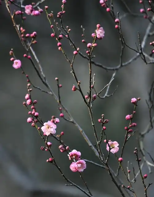 南京:双梅争艳梅花山【4】