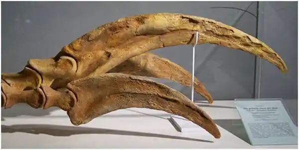 巨大的镰刀龙爪化石 图自wikipedia