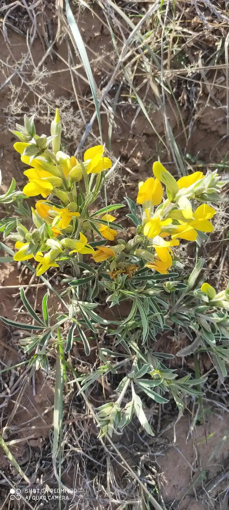 野生决明子大量现货供应 - 抖音