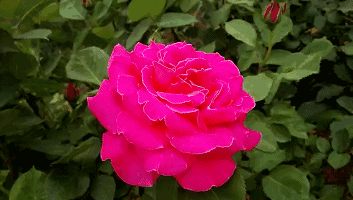 353_200gif 动态图 动图