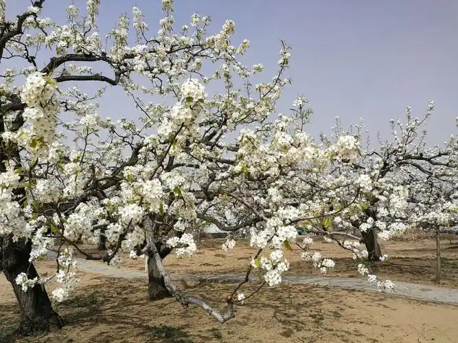 春游万亩梨花园