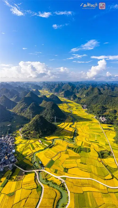靖西金色稻田