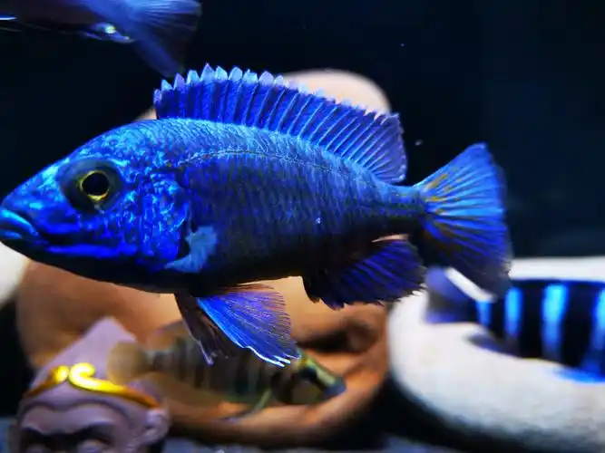 缸大一点真的好 - 三湖慈鲷玩家 - 龙巅三湖慈鲷