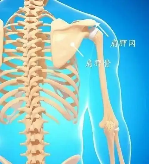 【筋膜系列】锁胸筋膜的协调作用