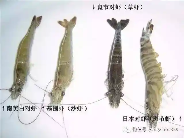 亩产量2000斤,亩净效益在3万元!