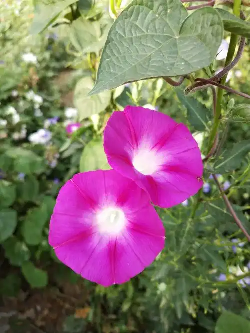 牵牛花 孟丽芝摄影配诗 2018720