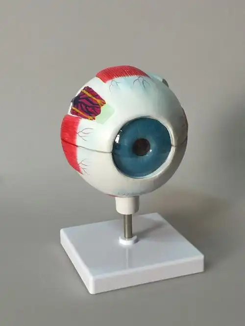 眼球模型 教学模型 3d眼球模型