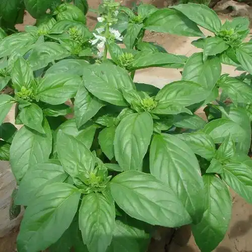 15,金不换这种植物适合在室内养金不换,原名为罗勒,中草药,为植物界