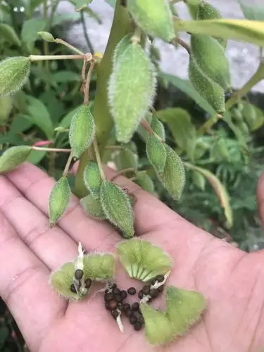 三(3)班邵宇恒凤仙花成长记录!