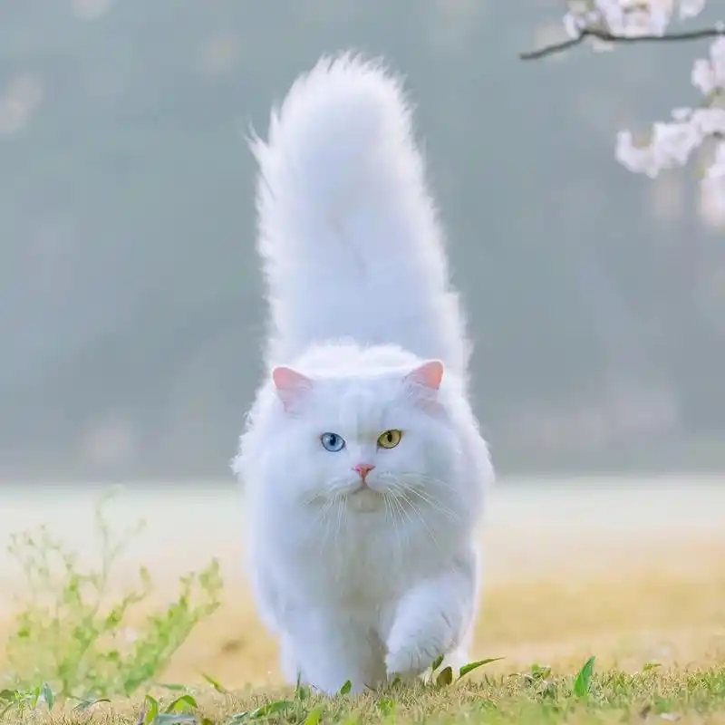 想要白色异瞳狮子猫 狮子猫简直就是我的梦中情猫,猫中的仙女谁不爱呢