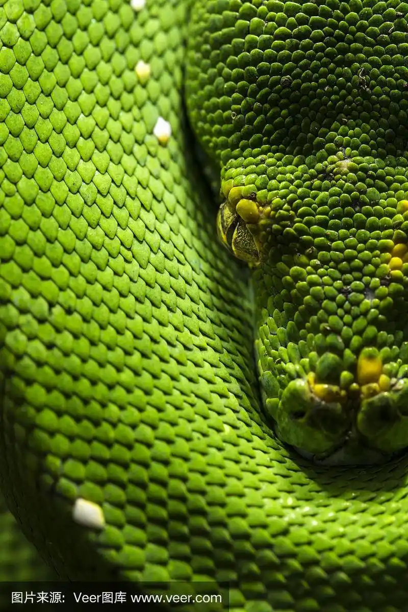 绿树蟒蛇在树上(morrelia viridis)近距离