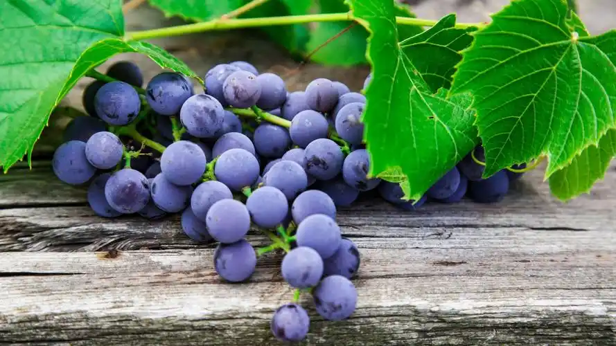 小清新甜美葡萄高清桌面壁纸