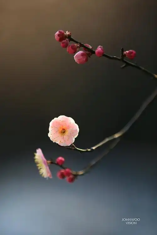 【梅花初开摄影图片】生活摄影_太平洋电脑网摄影部落