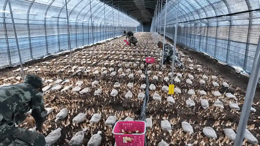 寒地羊肚菌撑起林区"黄金伞"_种植_集团_食品