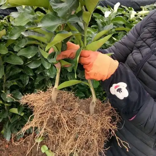 塔罗科血橙苗自产自销保品种第2年可挂果