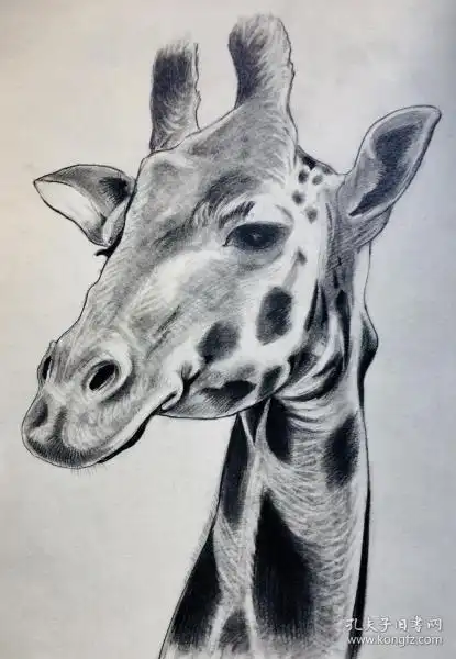 长颈鹿素描原画作品