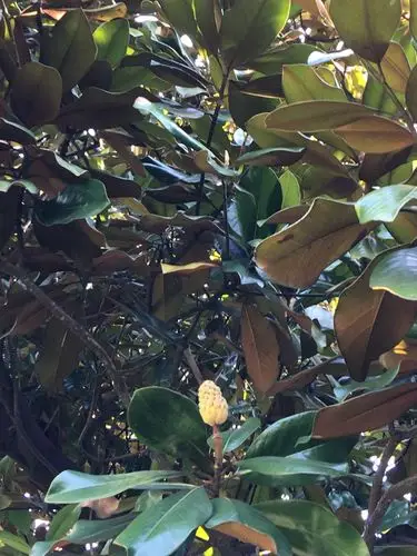 广玉兰的果实呈圆柱状长圆形.