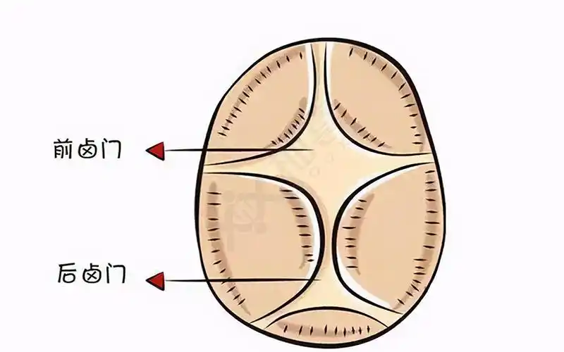 婴儿囟门位置图详解一秒看懂宝宝的命门在哪里