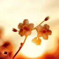 大自然头像简单干净【点击鼠标右键下载】