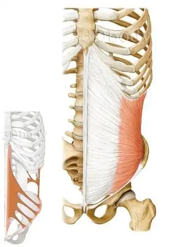 沟韧带外侧;止点:白线;功能:维持腹压,稳定骨盆;在学习人体众多的肌肉