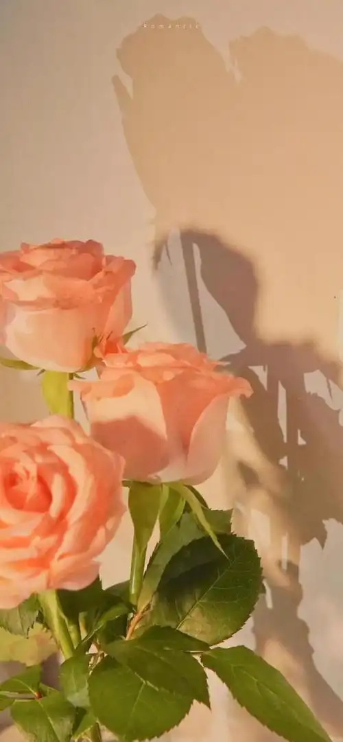 唯美花束壁纸丨玫瑰绽放逆风翻盘