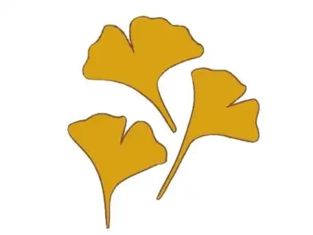 银杏树简笔画的画法步骤教程及图片大全